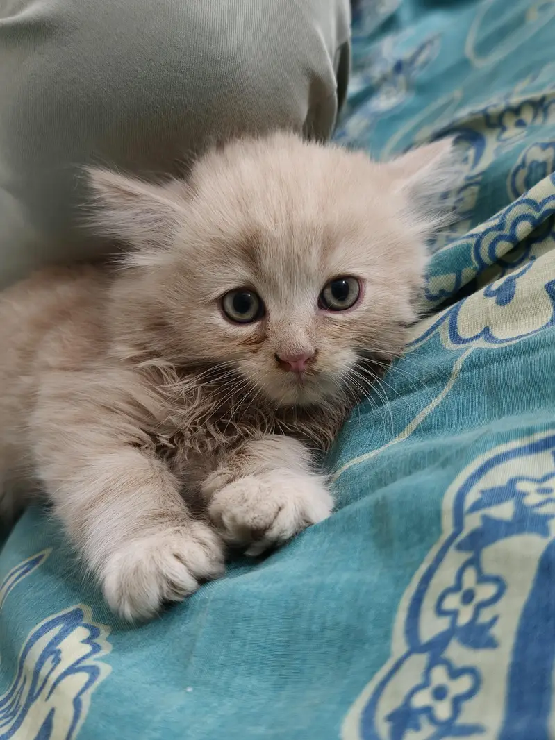 Persian Kittens 50 days old — photo 5