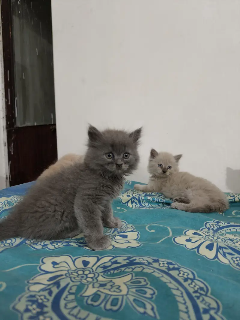 Persian Kittens 50 days old — photo 6