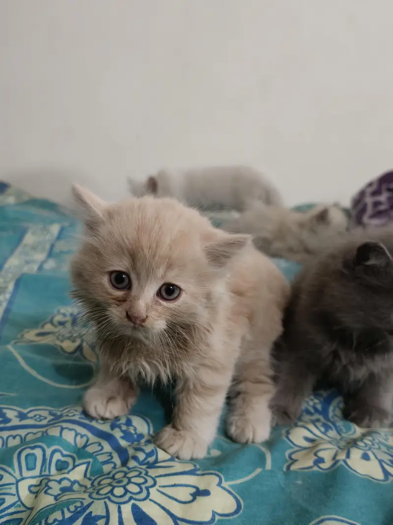 Persian Kittens 50 days old — photo 7