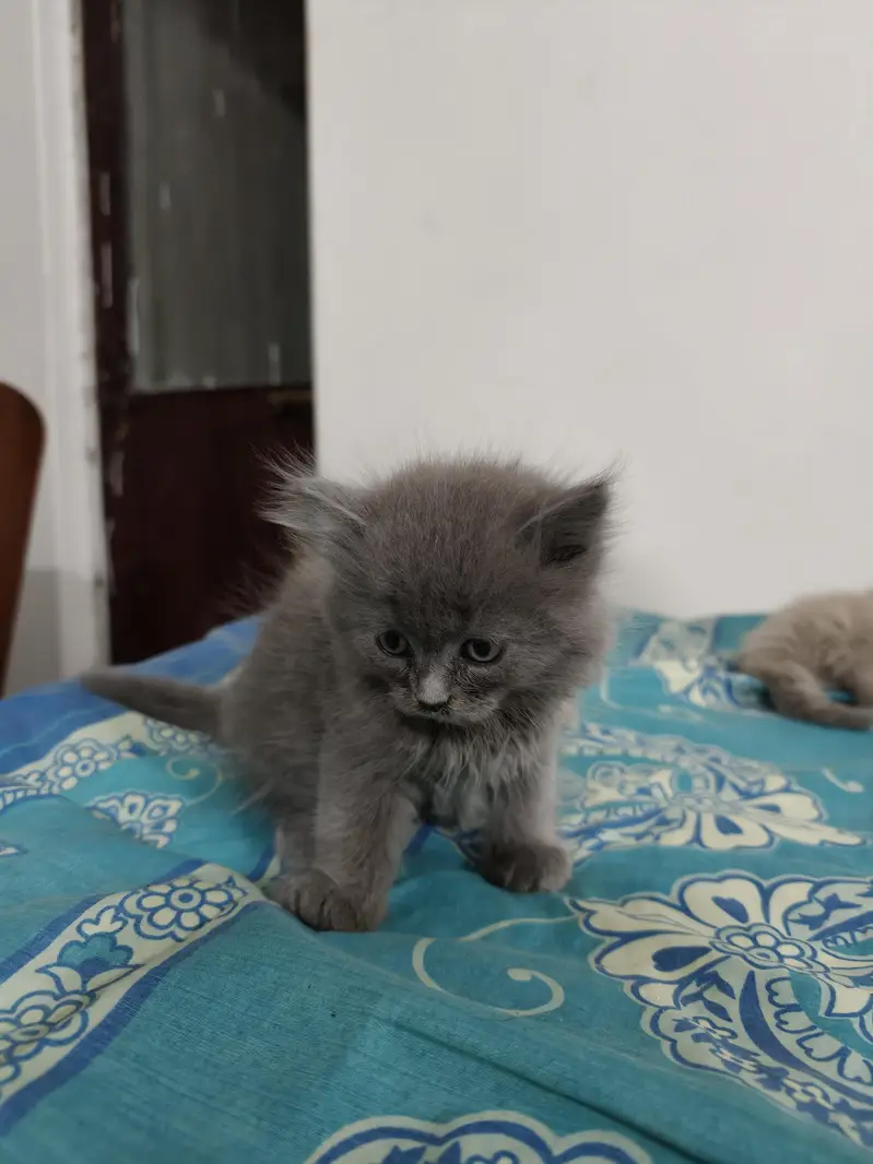 Persian Kittens 50 days old — photo 8