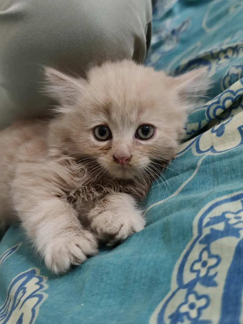 Persian Kittens 50 days old — photo 9