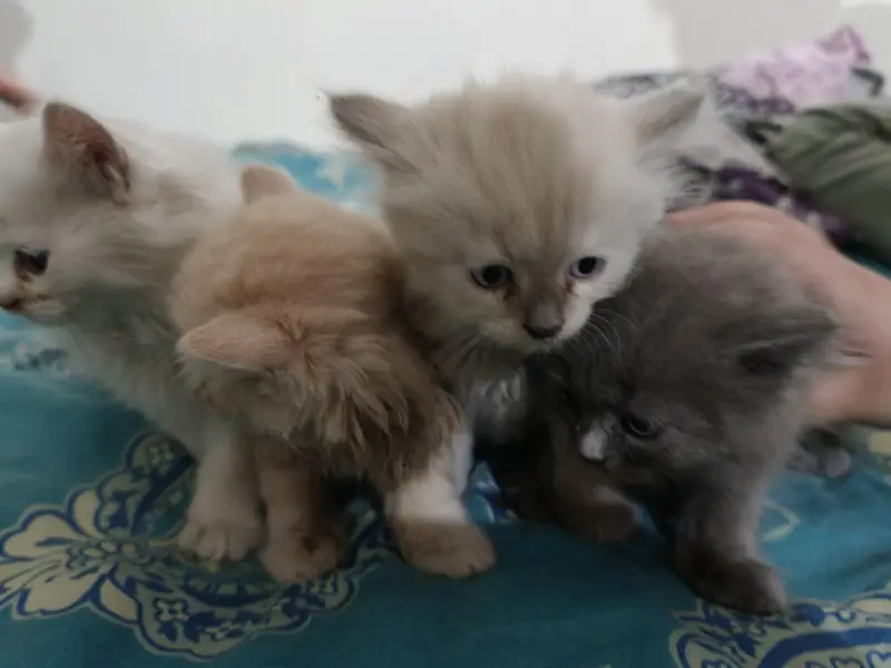 Persian Kittens 50 days old — photo 10