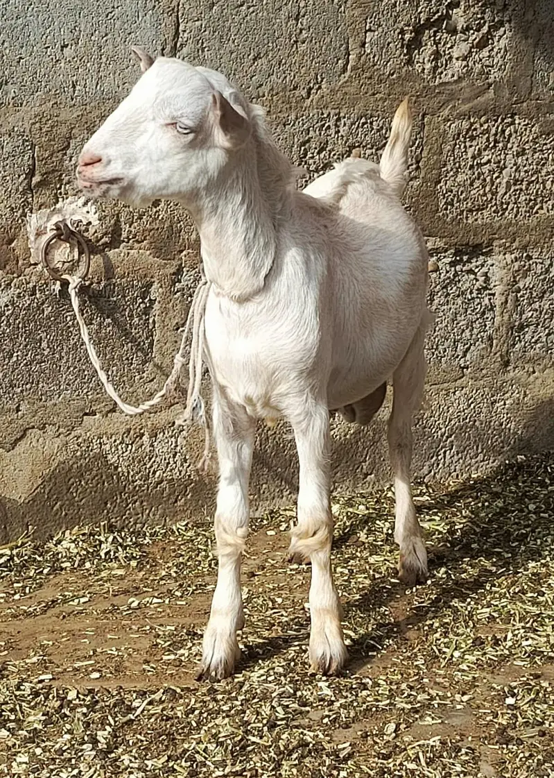 Munda Male Teddy — photo 2
