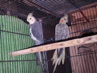 COCKTAIL BREEDER PAIR