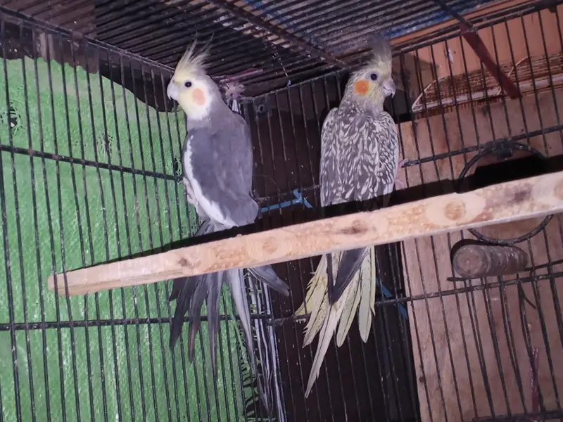 COCKTAIL BREEDER PAIR — photo 2