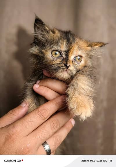 Persian Punch Face Brown black Color Cat Baby For Sale 0305.4364606