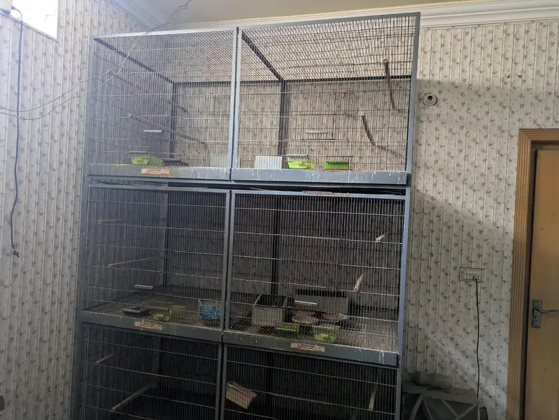 birds cages — photo 6