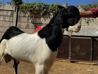 1Male ablak print pink nose tapra      1 bakri with 2 kids