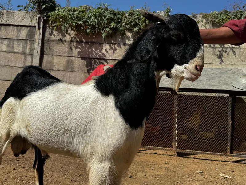 1Male ablak print pink nose tapra      1 bakri with 2 kids