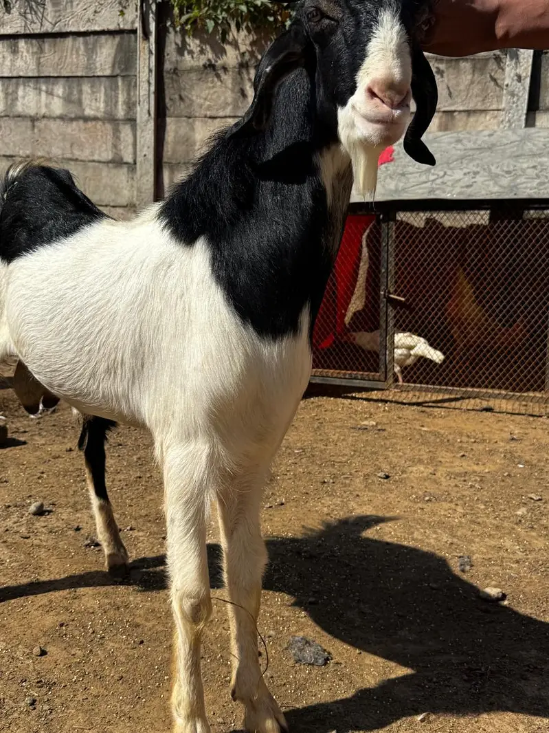 1Male ablak print pink nose tapra      1 bakri with 2 kids — photo 2