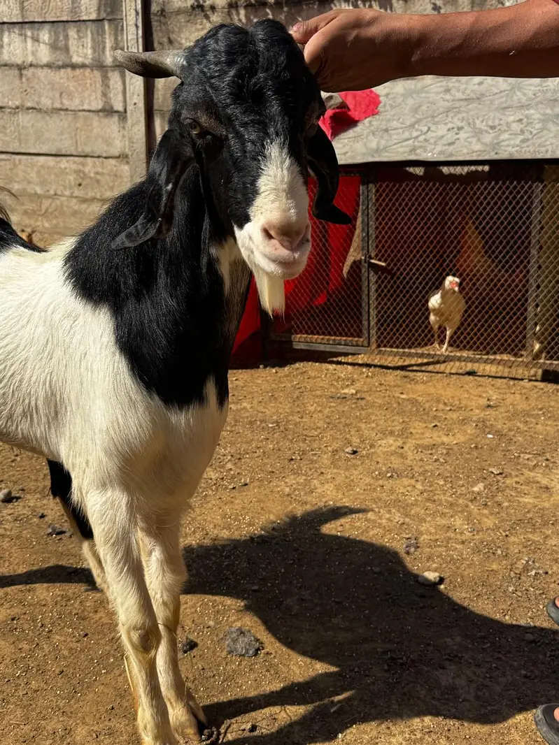 1Male ablak print pink nose tapra      1 bakri with 2 kids — photo 3