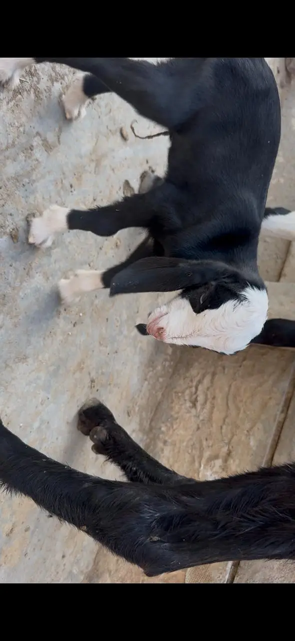1Male ablak print pink nose tapra      1 bakri with 2 kids — photo 5