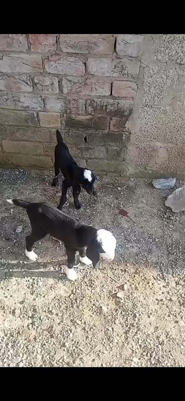 1Male ablak print pink nose tapra      1 bakri with 2 kids — photo 6