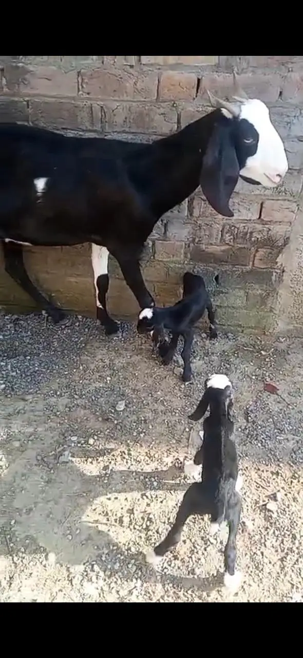 1Male ablak print pink nose tapra      1 bakri with 2 kids — photo 7