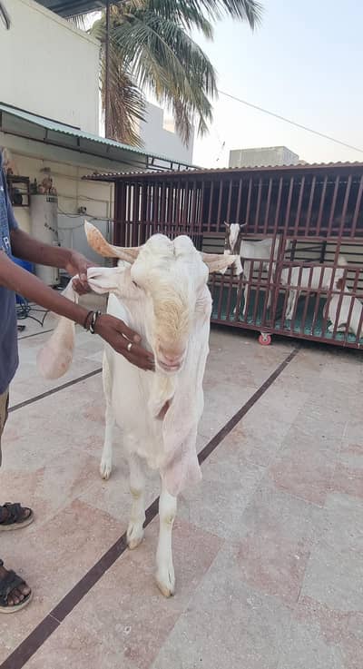 Top Quality Pure Gulabi Breeder, Bakriyan & Khassi Bakray For Sale