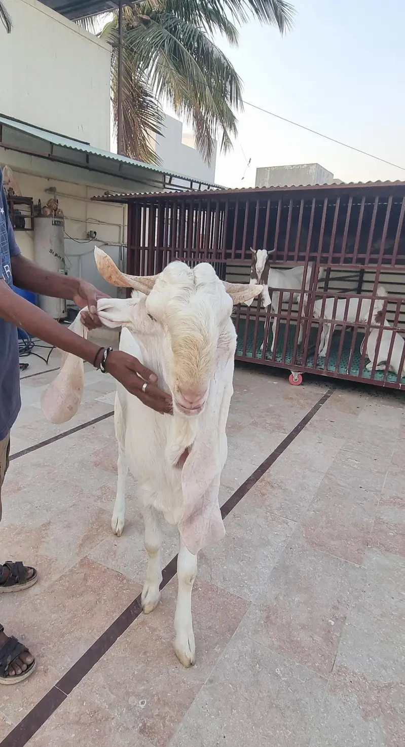 Top Quality Pure Gulabi Breeder, Bakriyan & Khassi Bakray For Sale