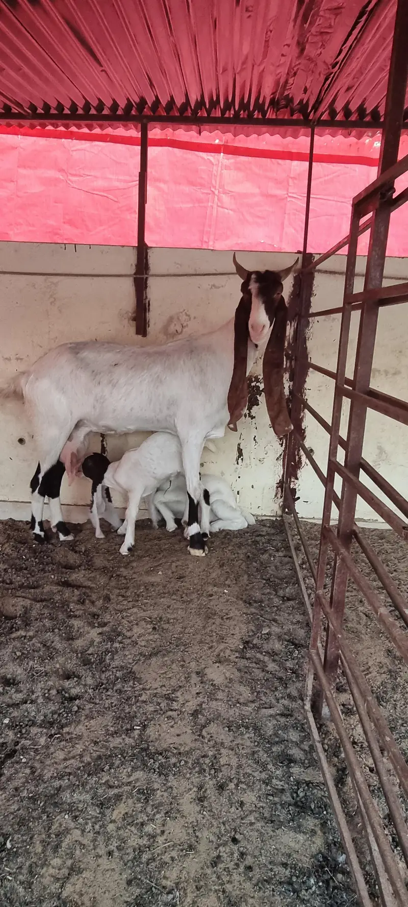 Top Quality Pure Gulabi Breeder, Bakriyan & Khassi Bakray For Sale — photo 2