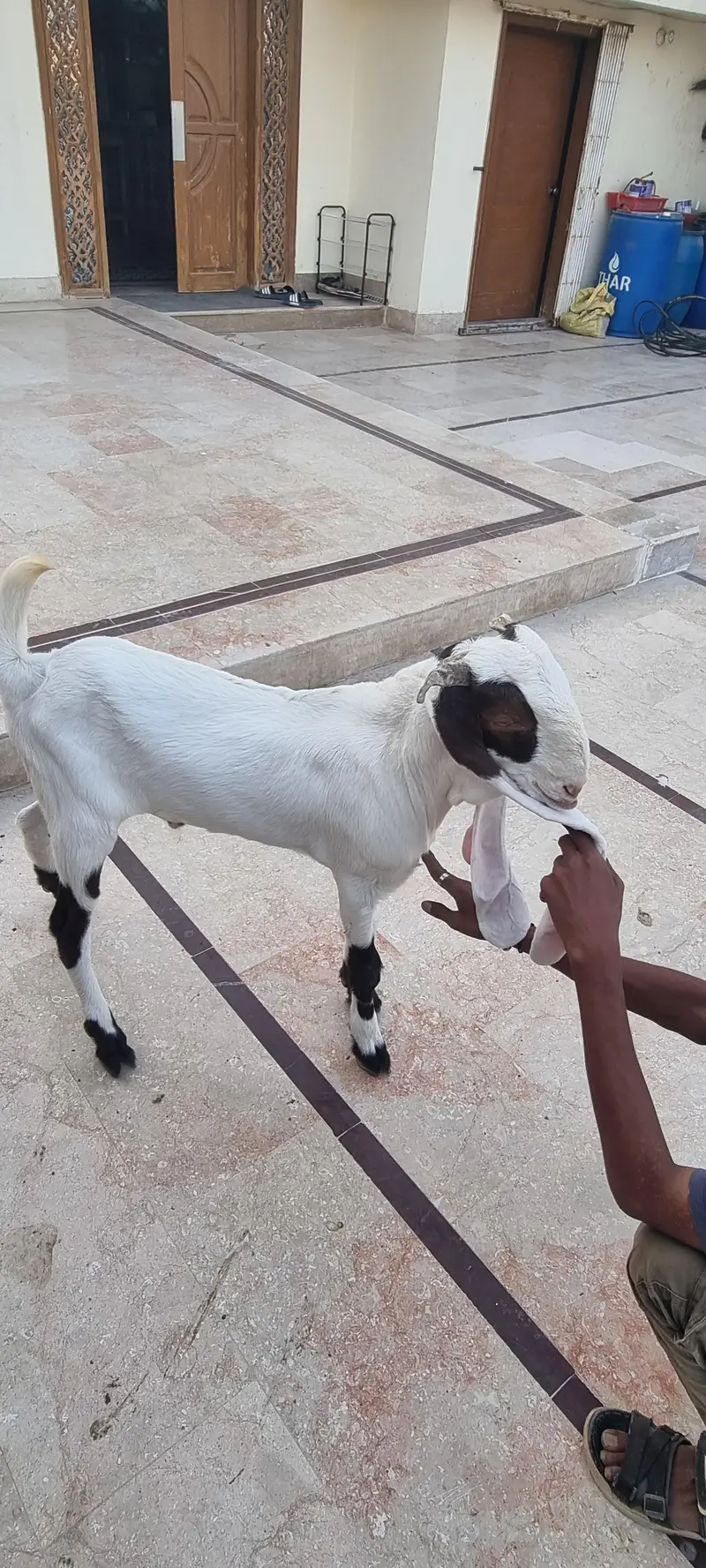 Top Quality Pure Gulabi Breeder, Bakriyan & Khassi Bakray For Sale — photo 3