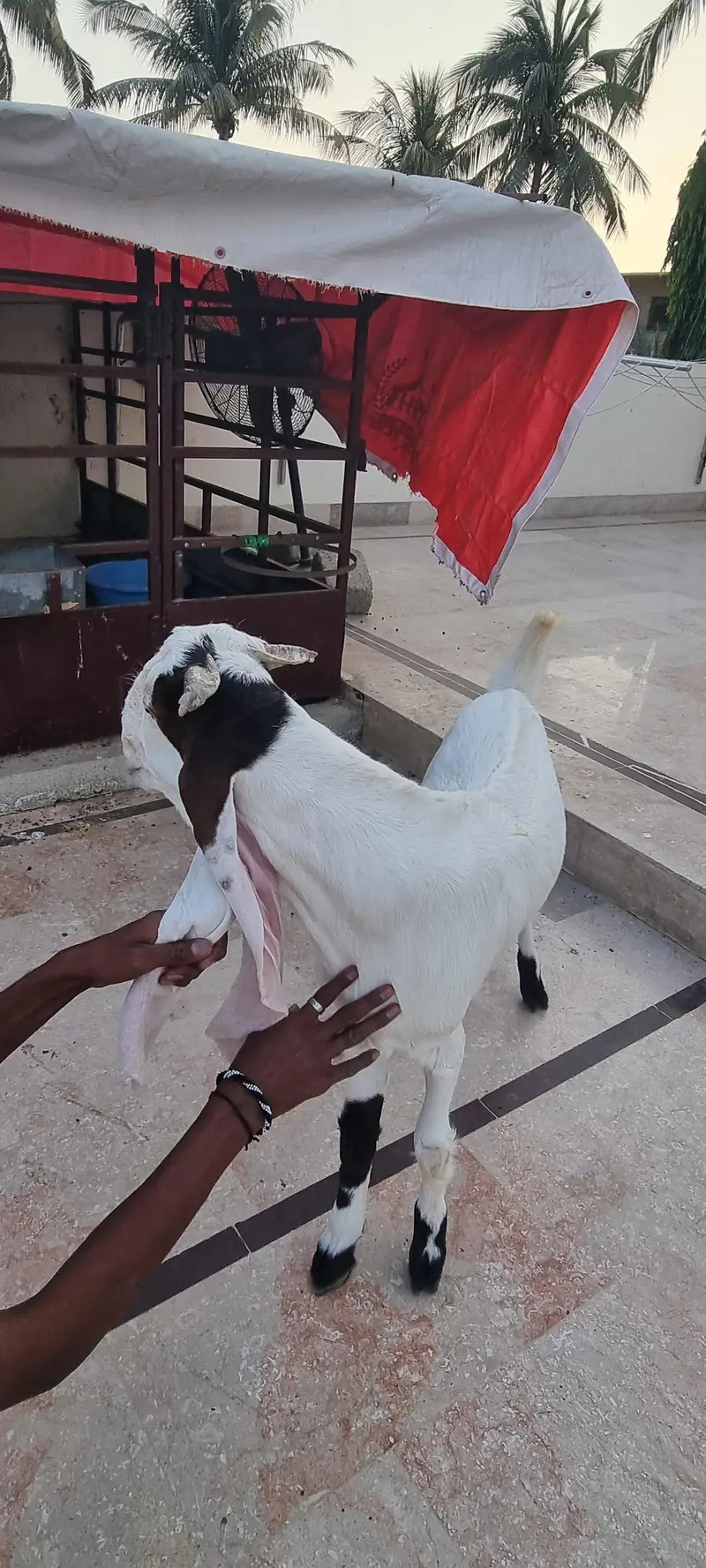 Top Quality Pure Gulabi Breeder, Bakriyan & Khassi Bakray For Sale — photo 4