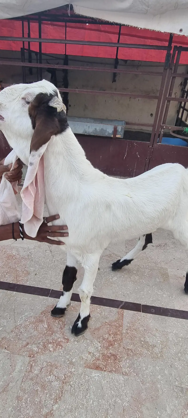 Top Quality Pure Gulabi Breeder, Bakriyan & Khassi Bakray For Sale — photo 5