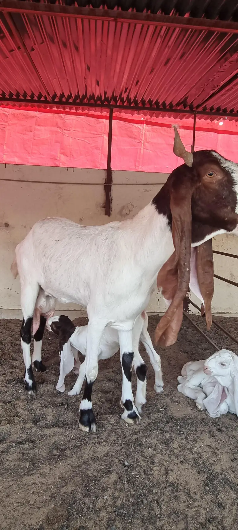 Top Quality Pure Gulabi Breeder, Bakriyan & Khassi Bakray For Sale — photo 6