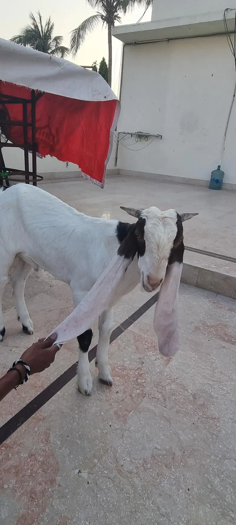 Top Quality Pure Gulabi Breeder, Bakriyan & Khassi Bakray For Sale — photo 7