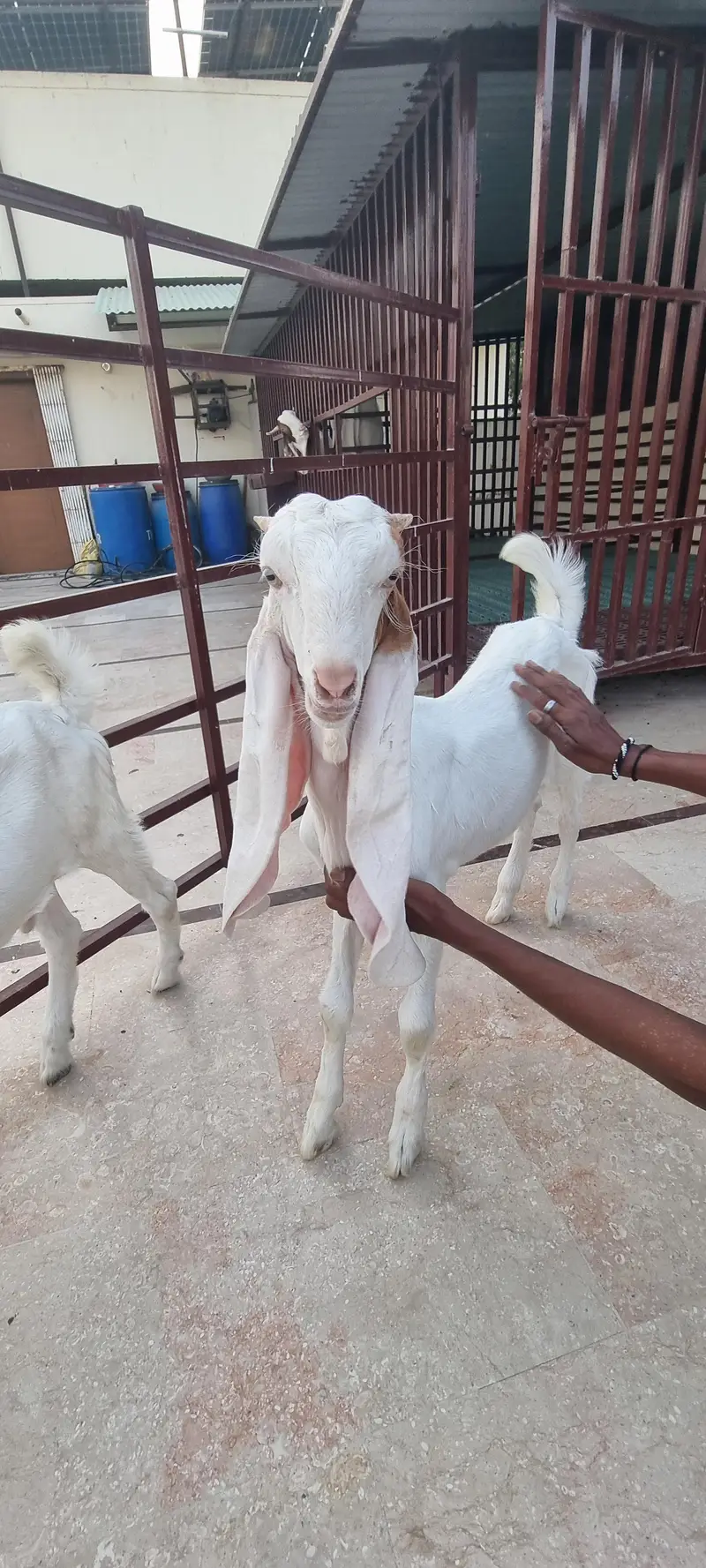 Top Quality Pure Gulabi Breeder, Bakriyan & Khassi Bakray For Sale — photo 8