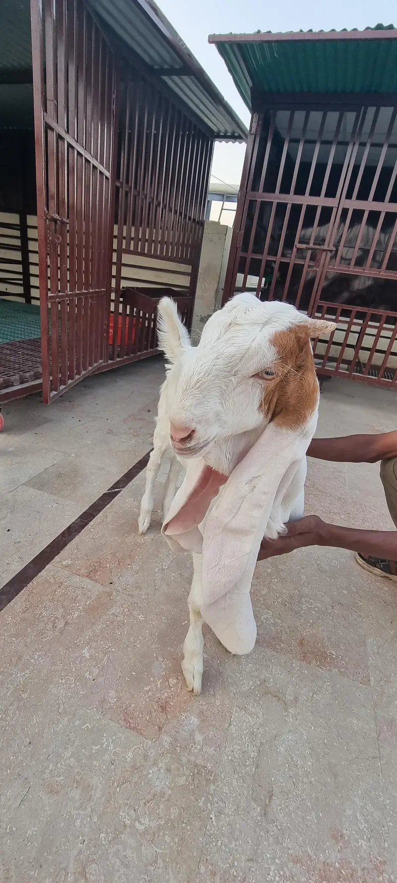 Top Quality Pure Gulabi Breeder, Bakriyan & Khassi Bakray For Sale — photo 9