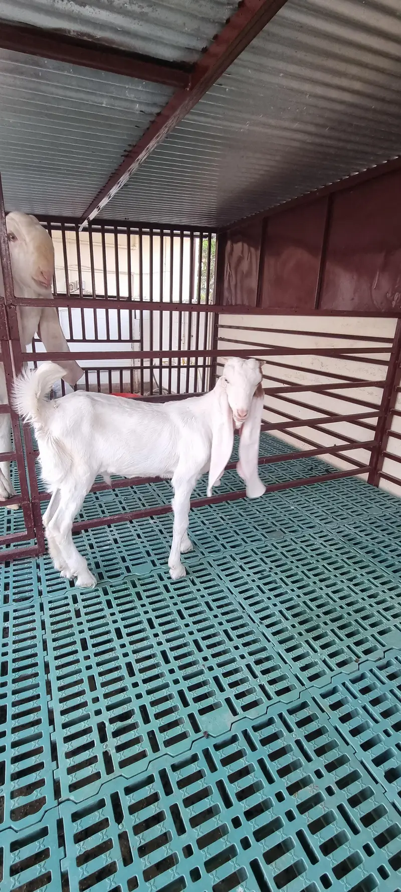 Top Quality Pure Gulabi Breeder, Bakriyan & Khassi Bakray For Sale — photo 10