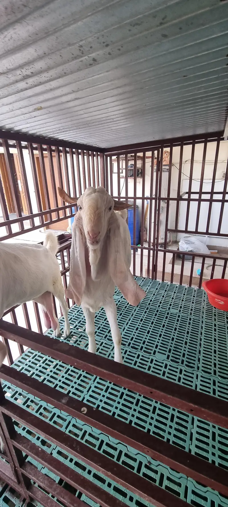 Top Quality Pure Gulabi Breeder, Bakriyan & Khassi Bakray For Sale — photo 11