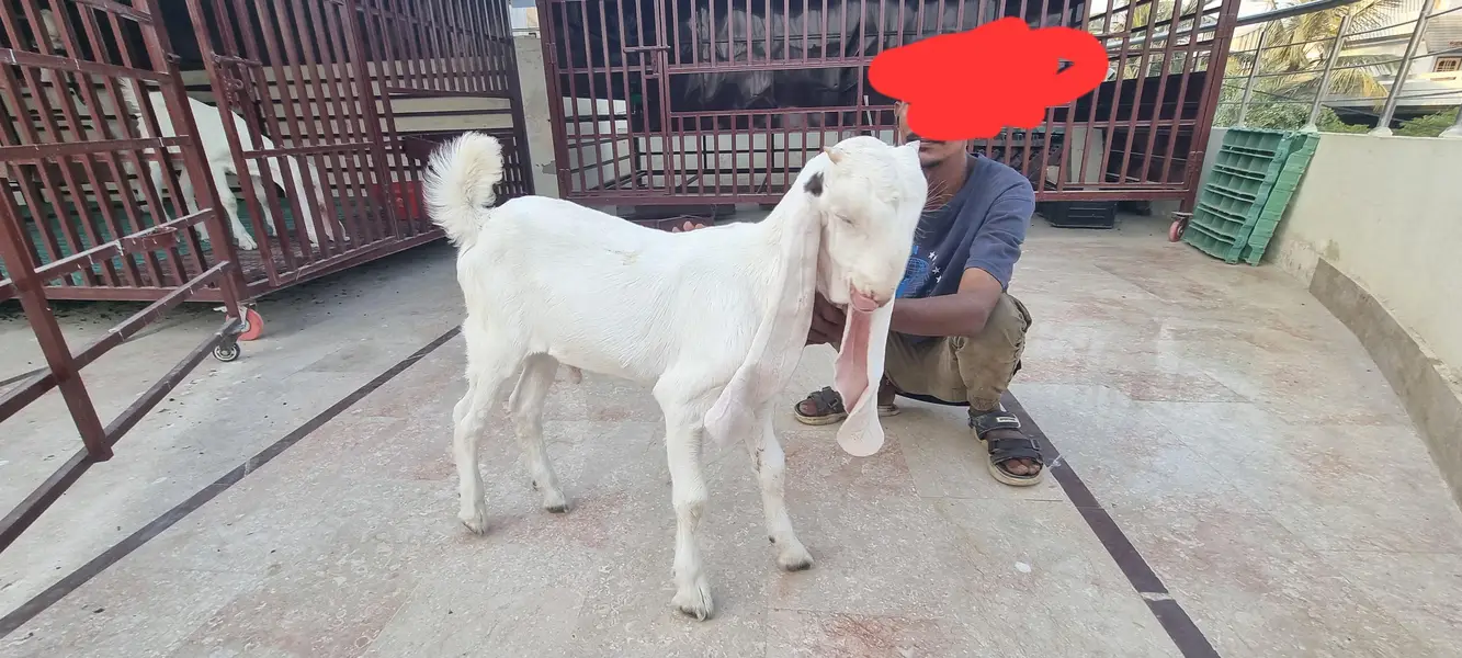 Top Quality Pure Gulabi Breeder, Bakriyan & Khassi Bakray For Sale — photo 12