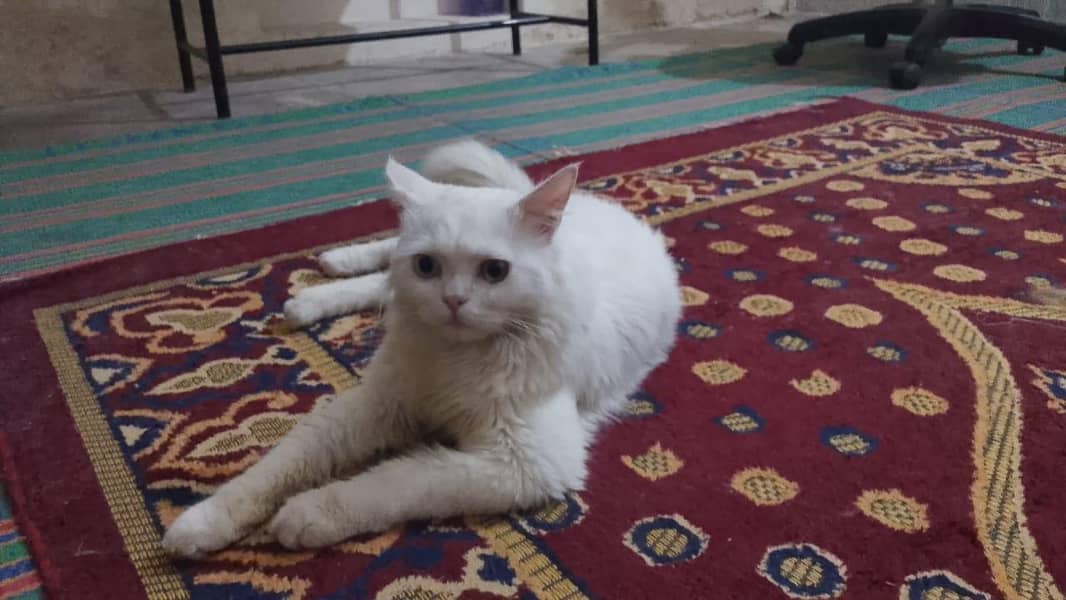 Persian Cat 0
