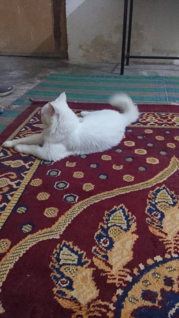 Persian Cat 1