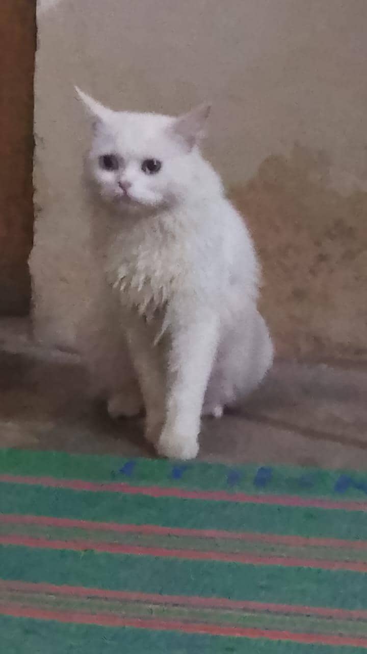 Persian Cat 2