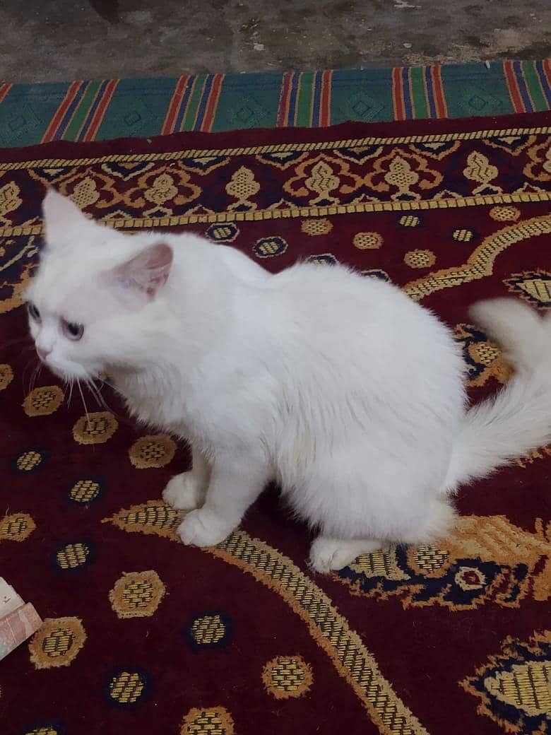 Persian Cat 3