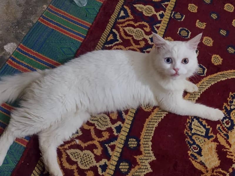 Persian Cat 4