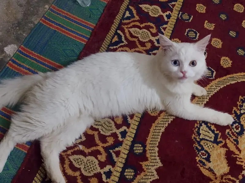 Persian Cat — photo 5