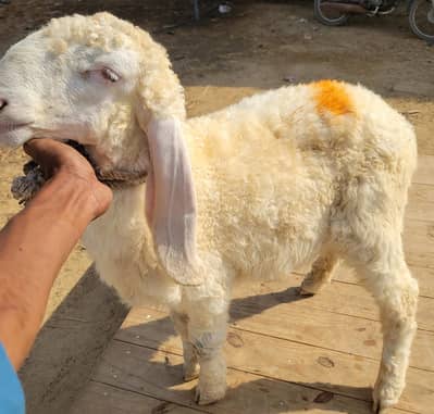Pure Larkana Ram For Sale