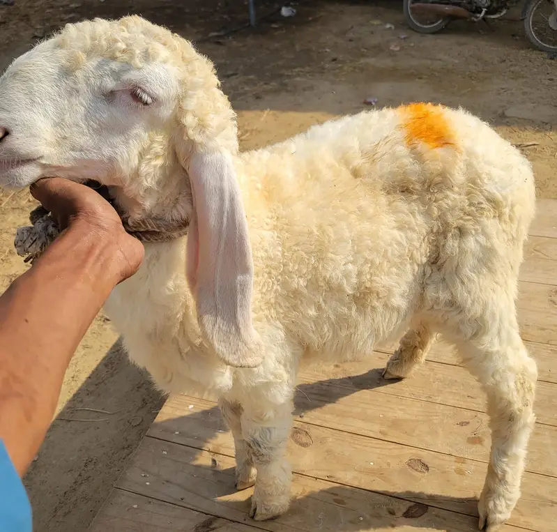 Pure Larkana Ram For Sale