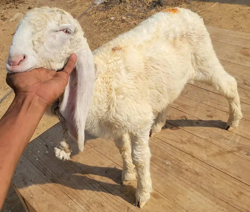 Pure Larkana Ram For Sale — photo 2