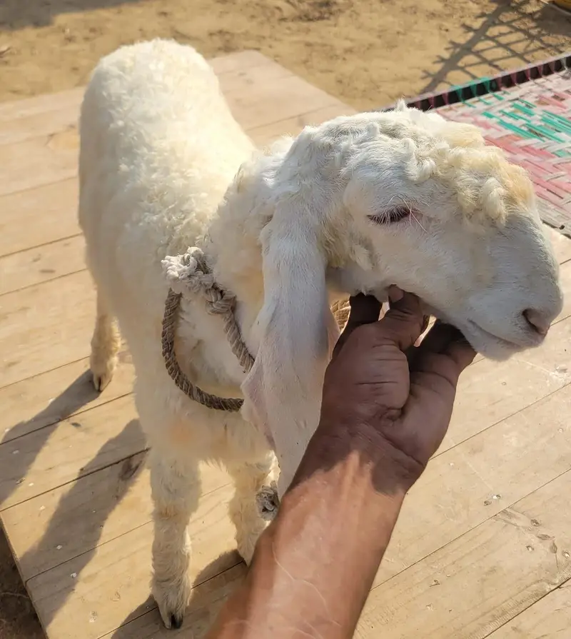 Pure Larkana Ram For Sale — photo 3