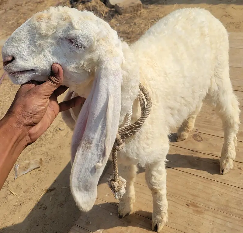 Pure Larkana Ram For Sale — photo 4