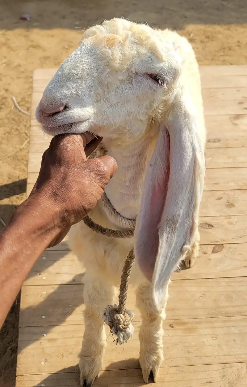 Pure Larkana Ram For Sale — photo 5