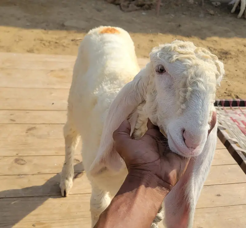 Pure Larkana Ram For Sale — photo 6