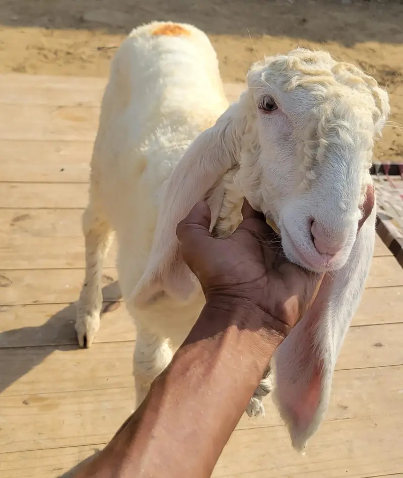Pure Larkana Ram For Sale — photo 7