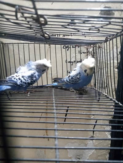hogoromo 2 breeder males available