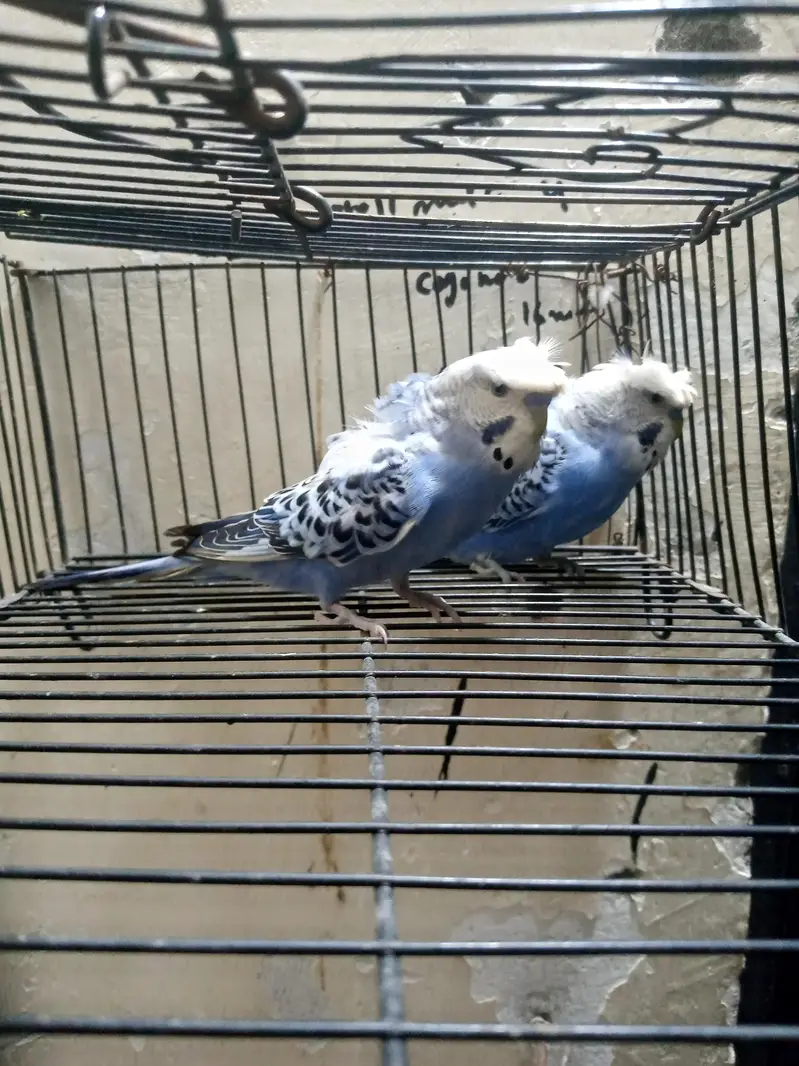 hogoromo 2 breeder males available — photo 2