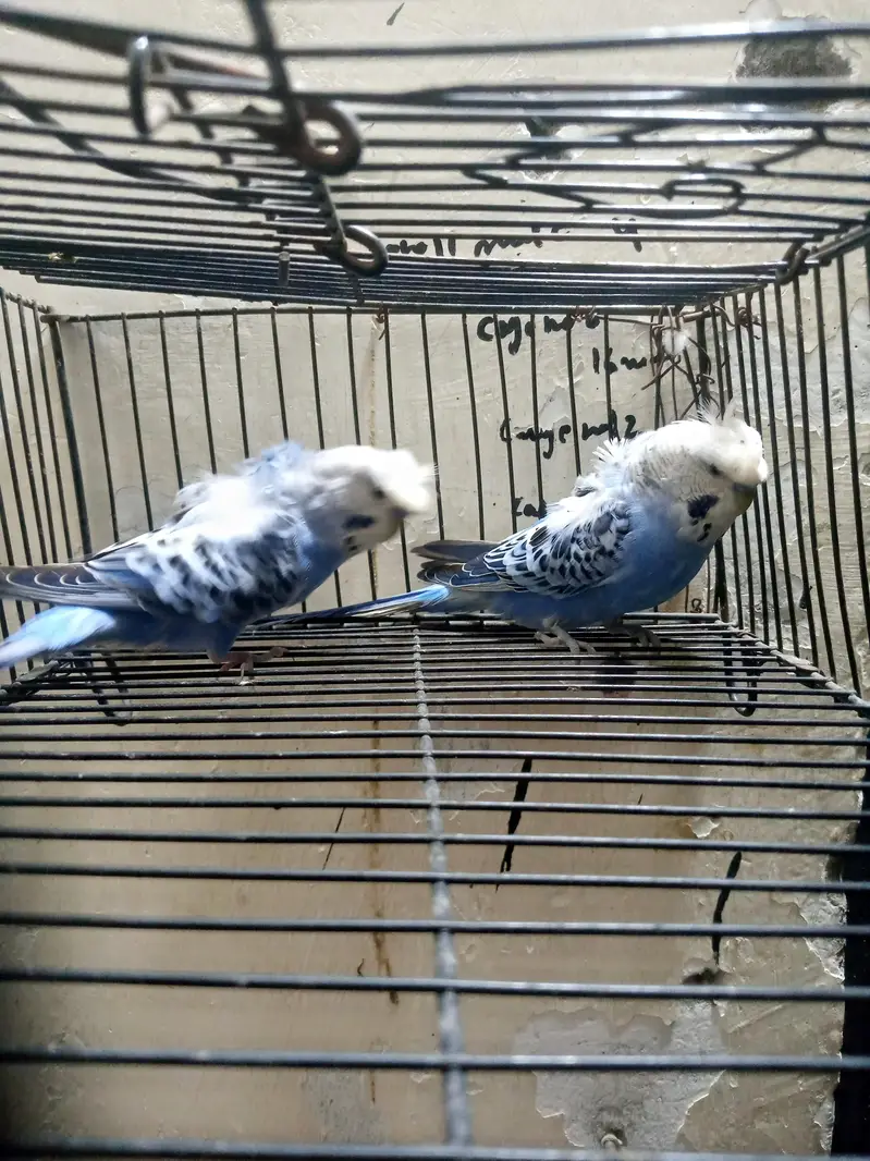 hogoromo 2 breeder males available — photo 3