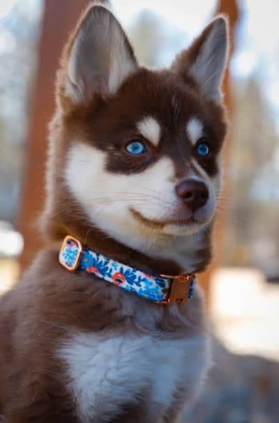 siberian husky puppy brown