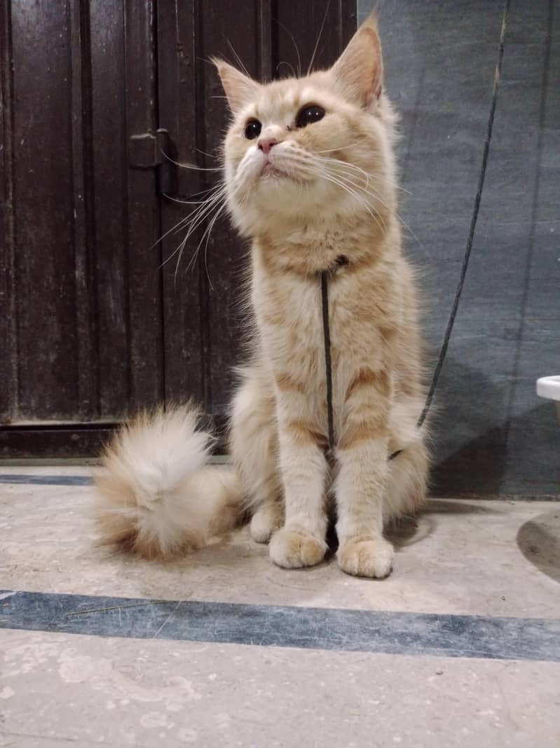 Persian 0